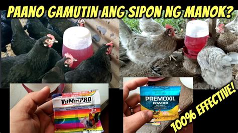 gamot para sa sipon ng manok|Sipon: Lahat ng dapat mong malaman tungkol dito.
